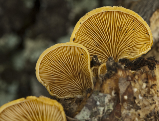 Fungo da classificare